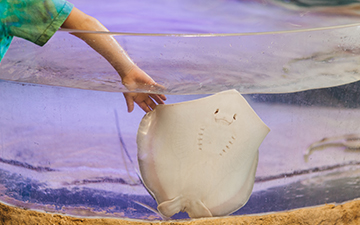 Rays in the touch tank at Cape Henlopen State Park